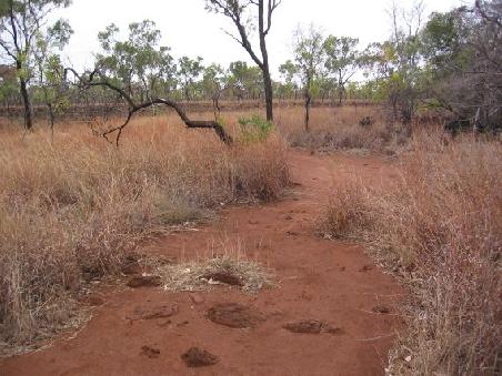 Blick in die Outback-Buschlandschaft
Paysage de Bush australien
