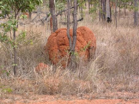 Termiten moegen die Gegend sehr und siedeln fast ueberall im Outback
Un nid de termite. On en voit plein le long de la route