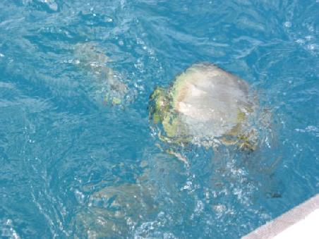 Die Fische freuen sich sehr ueber die Extraportionen zur Mittagspause und auch die weiteren "Tueten-Portionen" den ganzen Tag ueber
Les poissons se rejouissent des quelques morceaux de nourriture restant de la vaisselle a l'arriere du bateau pour la pause dejeuner