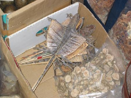 Lecker, getrocknete Echse, darfs denn heute auch noch ein Pfund mehr sein die Dame?
...ici aussi une sorte de lezard seche