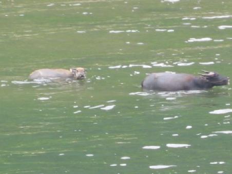 ... ebens so viele Wasserbueffel begleiten die Fahrt
On trouve beaucoup de buffles en Chine