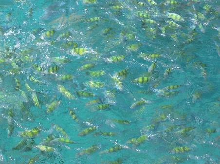 Das Meer wimmelt von tropiuschen Fischen, die auch mal Appetit auf Taucher und Schnorchler haben
les eaux sont remplis de poissons exotiques...qui parfois mordent