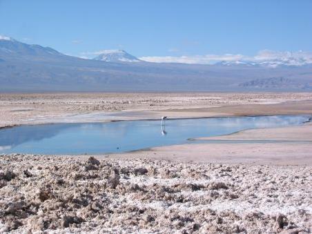 Salar de Atacama - Viel Salz und ein Flamingo