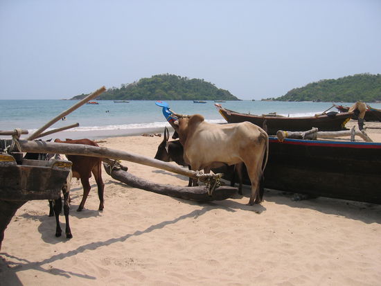 meine neuen Freunde am Palolem Strand