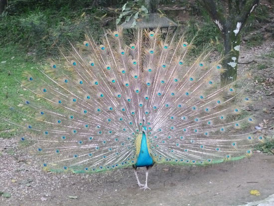 Ist der nicht toll, in seiner ganzen Pracht.