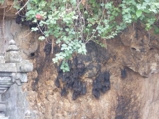 Ganz viele Fledermäuse