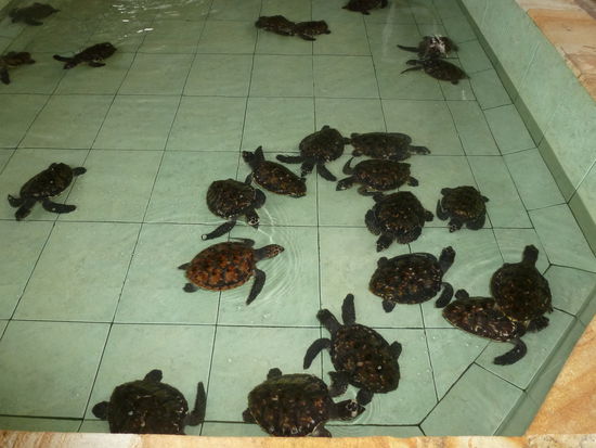 Eine Schildkrötenaufzuchtstation auf Gili Meno