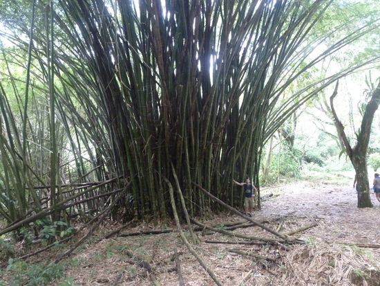 Bambus und Andy der Zwerg : )