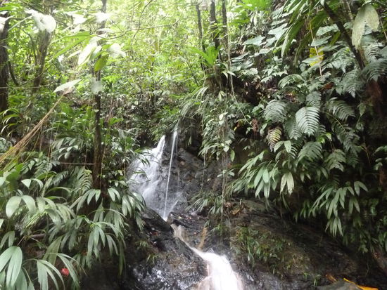 Regenwald/Rainforest