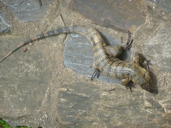 Die Bilder hier enstanden alle im Asa Wright Nature Center.