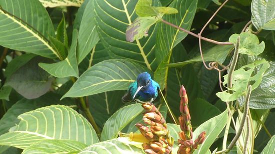 Kolibri (Hummingbirds)