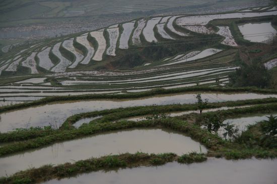 Die wundervollen Reistereassen im leichten Nebel