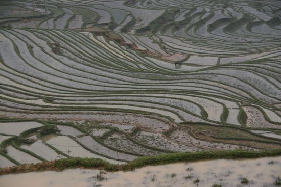 Wieder wundervolle Reisterassen mit einem Wasserbüffel im Hintergrund