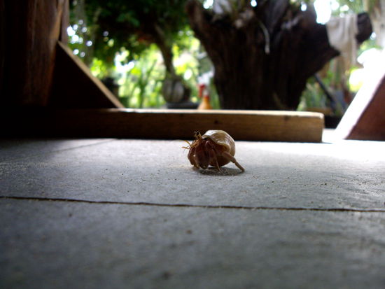 Unser neuer Frrrrreund
so lebendig ..