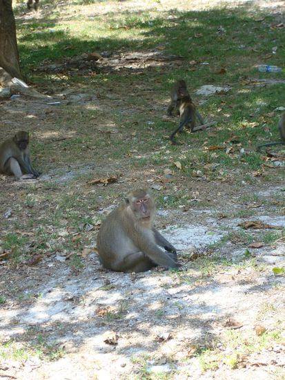 Monkeys auf Koh Poda 