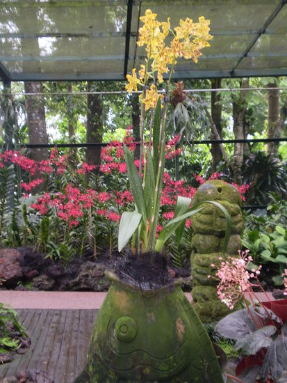 orchideen soweit das auge reicht!