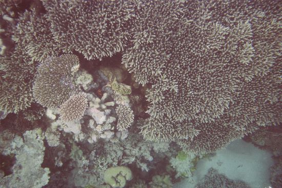 na, wer findet den nemo?