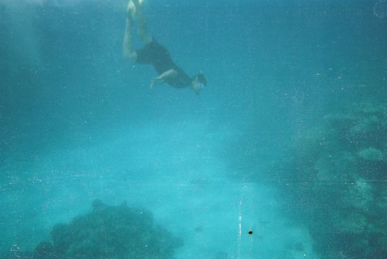 armin auf der suche nach einem hai