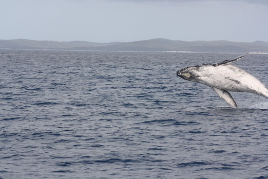 ploetzlich schoss ein buckelwal aus dem wasser...hatte glueck, die kamera so schnell zur hand zu haben