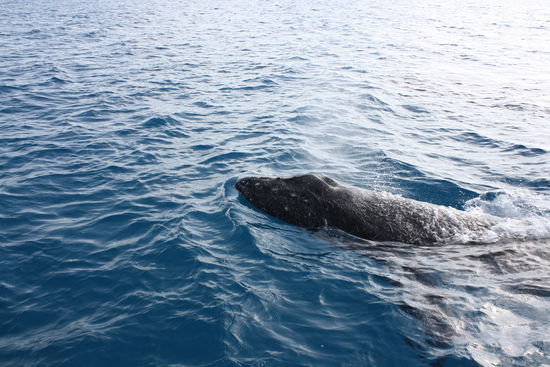 die bis zu 40 tonnen schweren und 17m langen giganten kamen direkt an unserem schiff vorbei