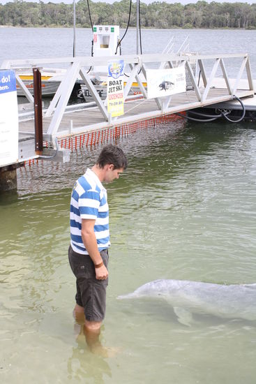 delfine in der bucht von tin can bay