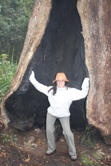 andrea in einem ausgebrannten baumstumpf