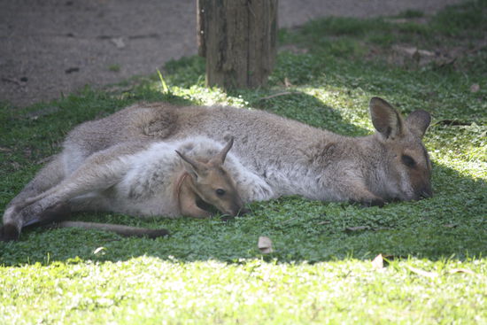 kaenguruh mama und kaenguruh baby...sind sie nicht suess die beiden?
