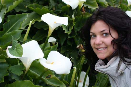 schoene blumen in stanley. sind das callas??