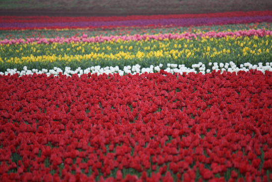 nein, waren nicht in holland, hier ist auch grad tulpenzeit
