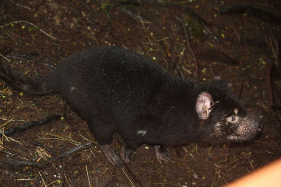 ohh, der schaut aber boese