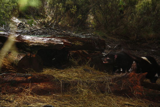 wer hat den kaenguruhschwanz geklaut???