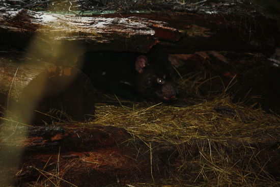 verteidigt sein revier und seine beute