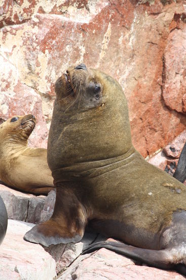 scheint der boss zu sein