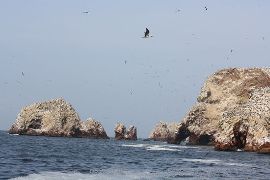 man kann sie fast nicht erkennen, aber die felsen sind ueberall mit voegeln besetzt