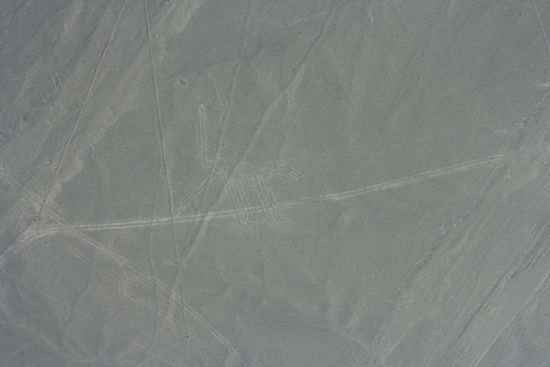 wer kann den Hund erkennen?