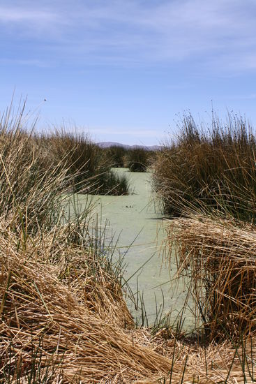 der schilfguertel des titkakasees