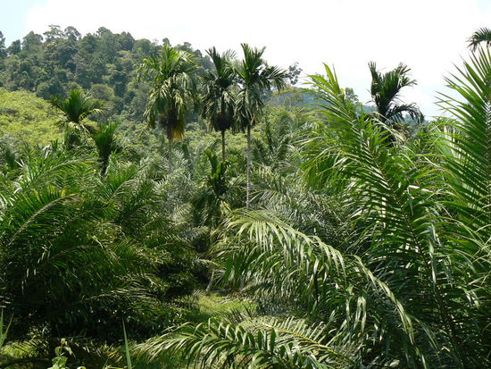 Es grünt so grün...