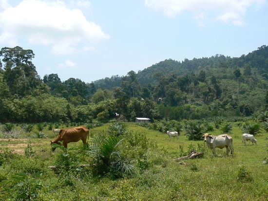 Minuten Steak Kühe. Mager "rumgehongen"
