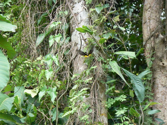 Riesen Falter im Flug erwischt...