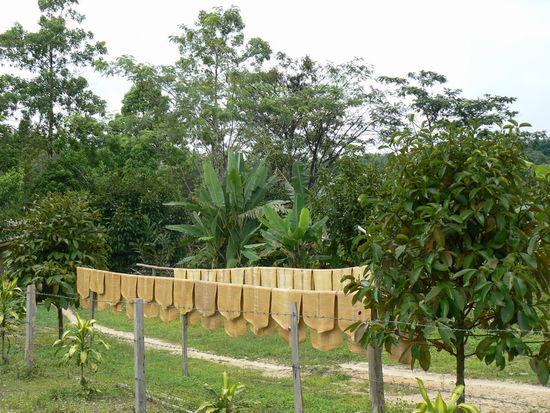 Gummibaum Gummimatten. (so sieht der Rohstoff aus)