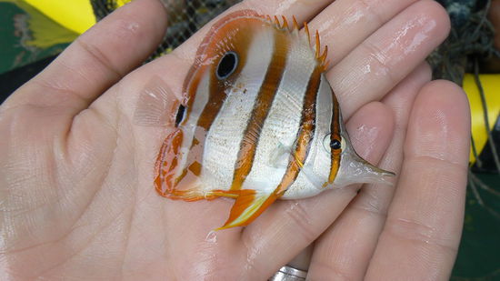 Keine Angst, Nemo wurde gerettet!