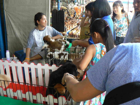 Hunde, Katzen, Vögel...