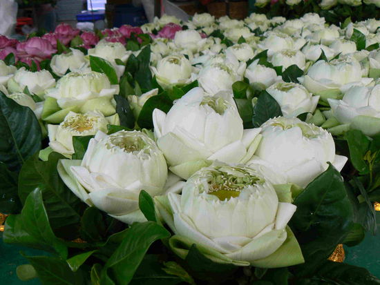 Gefaltete Blüten...