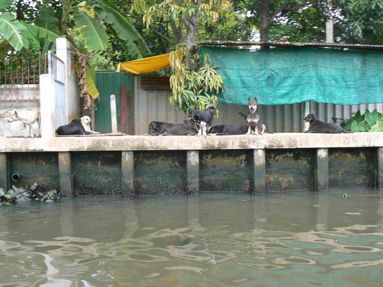 ...da gehen nicht mal die Hunde rein!