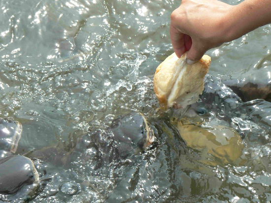 ...schon wieder Fische.