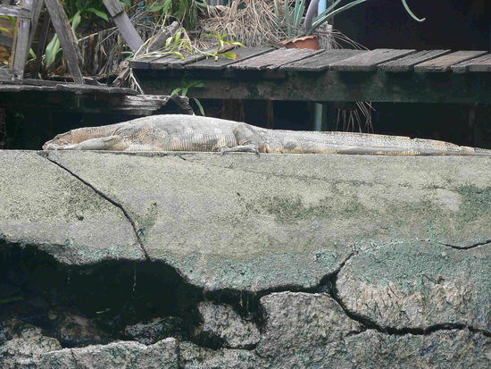 ...gut das dieser über 2 Meter lange Kamerad gerade kein Hunger hatte!!!