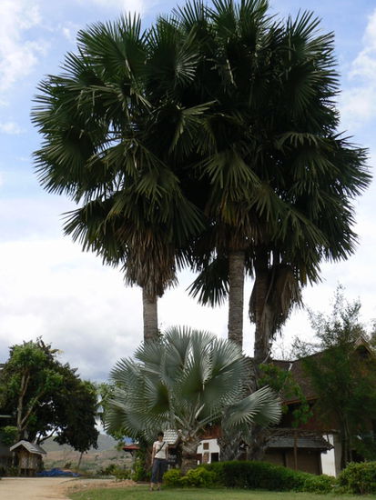 Riesen Palme!