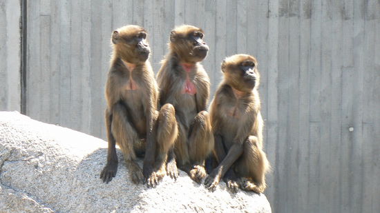 Sie wahren noch guter Hoffnung...