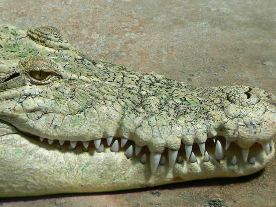 ´Spanischer Alligator´