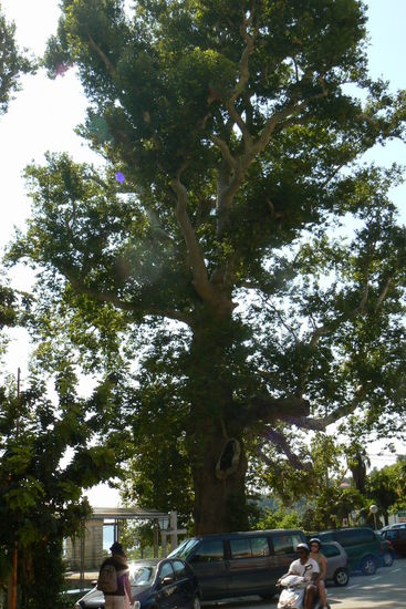 Zwei mächtige ca. 400 Jahre alte Platanen makieren den Eingang in das Arboretum. Diese soll angeblich Alexander der Große gepflanzt haben.
Die 28 ha sind in drei Bereiche aufgeteilt. Es gibt einen wilden, teilweise Dschungel artigen Teil mit einem Viadukt, einem Brunnen und unzähligen Stechmücken. Der neu angelegte Park den wir nicht besichtigt haben. Und das Lust Schlösschen mit Panoramateerasse zum Meer hin.